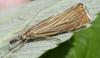 Chrysoteuchia culmella